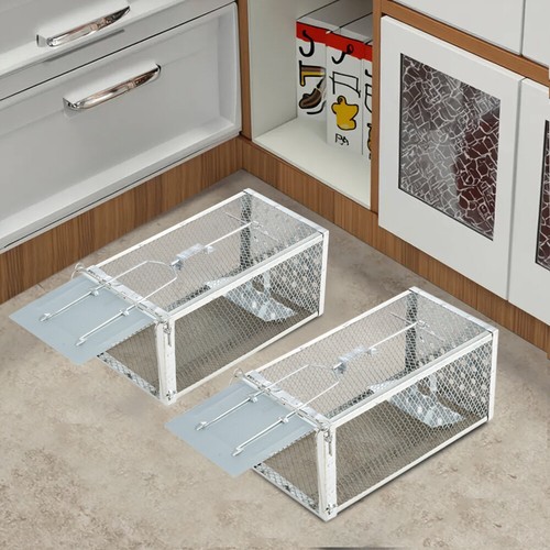 Rat trap squirrel - squirrel,