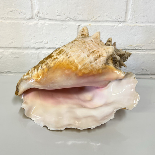 Large natural conch shell - large,