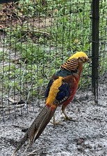 6 Red Golden  pheasants