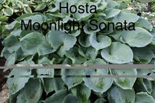“SALE”  Hosta Moonlight
