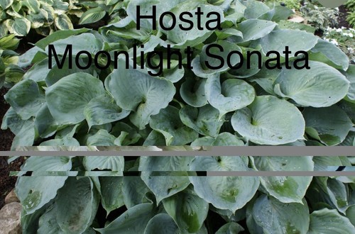 Sale hosta moonlight - hosta,