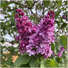 Syringa Vulgaris Belle de