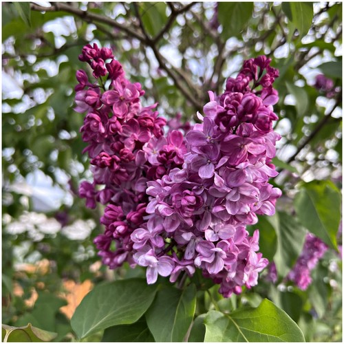 Syringa vulgaris belle - syringa, de