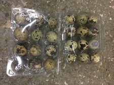 48  Quail  Eggs  (to use how