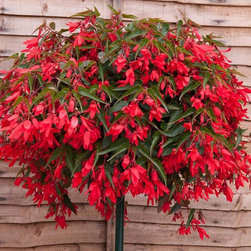 Begonia boliviensis red - begonia, plug