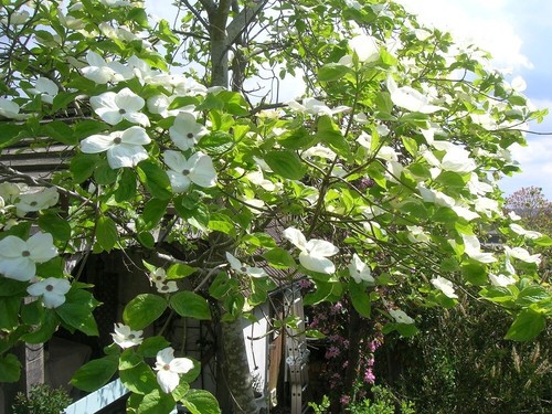 Bushy 4ft cornus kousa - 3-4ft,