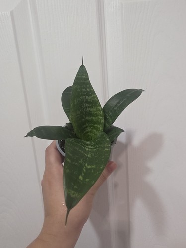 Sansevieria black coral - sansevieria,