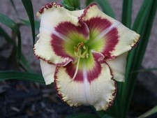 Hemerocallis  - Polestar -