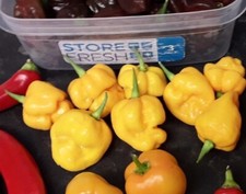 10 yellow Trinidad moruga scorpion  chilli seeds  HOT HOT HOT