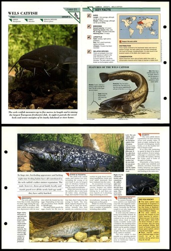Wels catfish fish wildlife - wels, #21