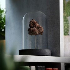 Dinosaur Dung Real Poo Fossil
