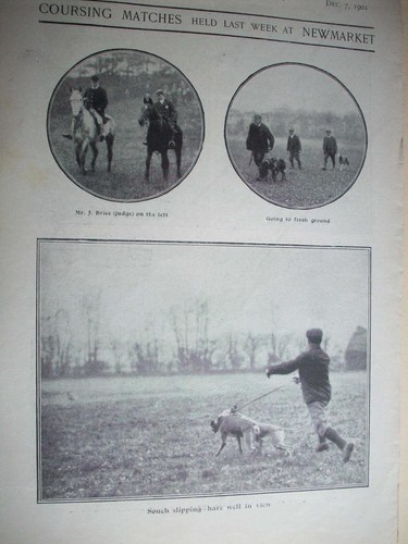 1901 coursing greyhound - coursing, racing