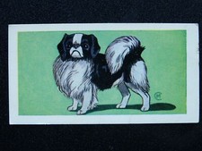 No.15 THE JAPANESE SPANIEL