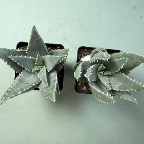 2pcs pot 5cm rare cacti - 6.5cm,