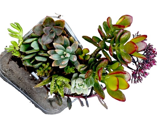 Selection succulents - selection,