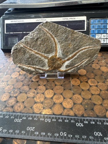 Fossil starfish brittle star - starfish,