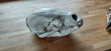 Replica Black Bear Skull