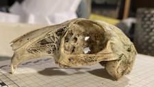 Genuine Rabbit Skull, Wild