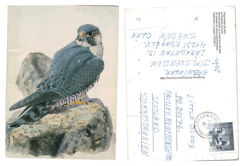 Postcard peregrine falcon - -,