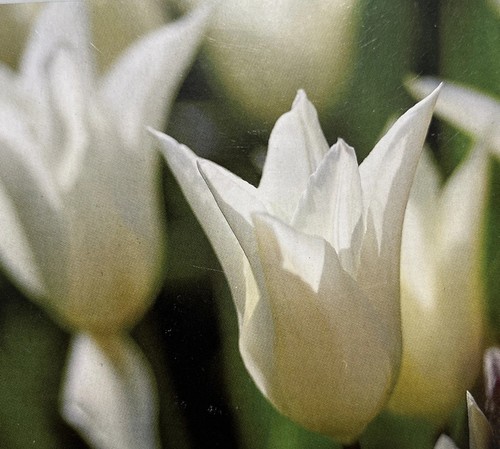 Tulipa white triumphator - 'white,