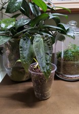Anthurium (Papillilaminum Fort
