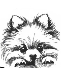 Pomeranian Puppy Dog