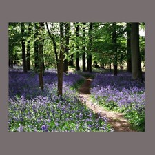 Bluebell Canvas Picture Woods