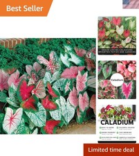 Exquisite Fancy Mix Caladium