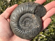 RARE Mexico Fossil Ammonite