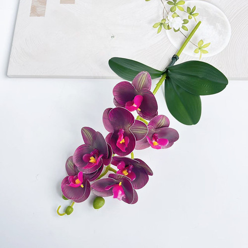 Phalaenopsis orchid single for - phalaenopsis,