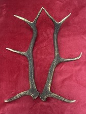 PAIR OF RED DEER ANTLERS 733g