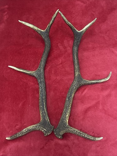 Pair red deer antlers - deer, 733g