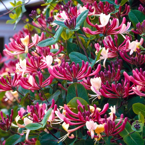 Early dutch honeysuckle - early,