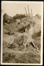 Tobacco Card,Cavanders,PEEPS