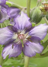 GERANIUM  phaeum (Censation)