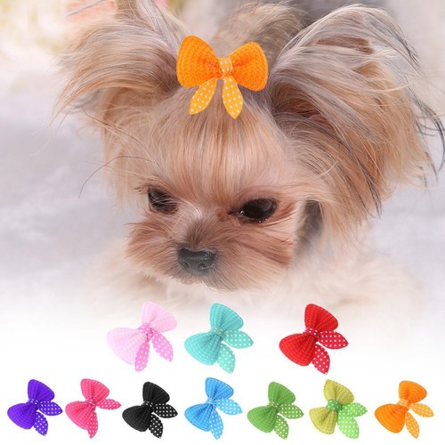 Cute cat dog - cute, puppy