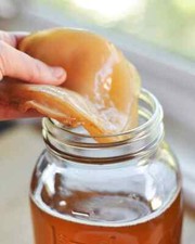 The Best CERTIFIED Organic Kombucha Scoby XL Starter Tea Probiotic instruction