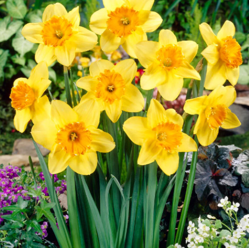 Juanita daffodil bulbs - juanita,