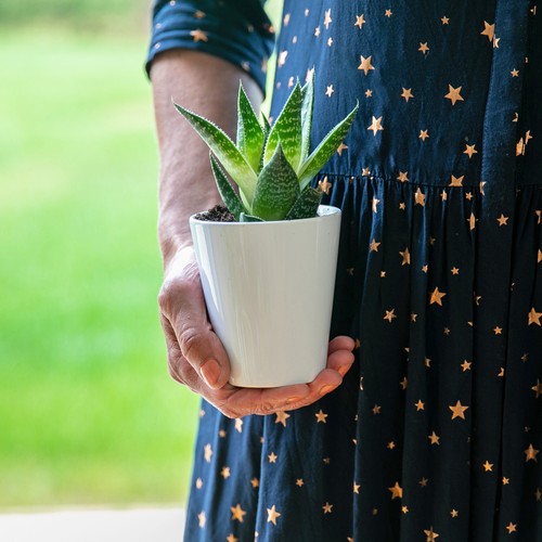 White ceramic flower - ceramic, pots