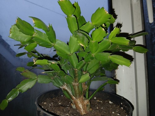 Christmas cactus cuttings - christmas,