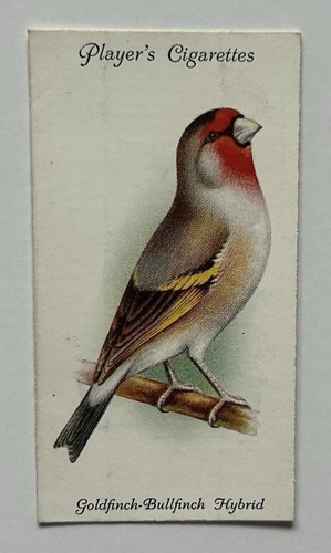 Player aviary birds 18 - player’s,