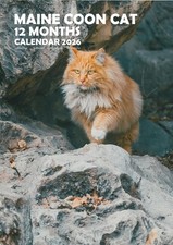 Maine Coon Cats 2026 Calendars