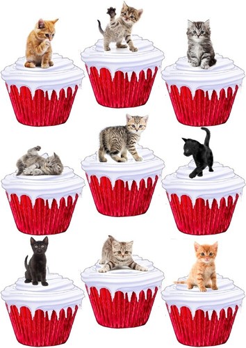 Stand kittens cute cats - up,