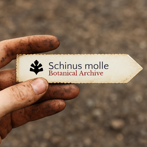 Schinus molle peruvian - schinus, |