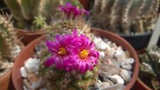 Strombocactus Pulcherrimus rare, 20 fresh seeds. Read description