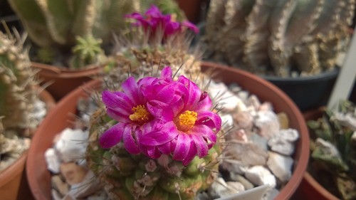 Strombocactus pulcherrimus - strombocactus,