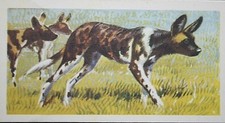 AFRICAN HUNTING DOG  Vintage