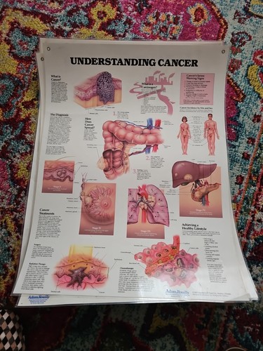 Vintage 90s anatomical poster - 90s,