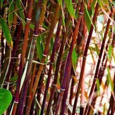 Red Dragon bamboo - Fargesia