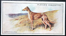 GREYHOUND  Vintage 1924 Illustrated Dog Card  DE10M